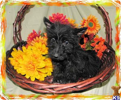 Puppies in KY